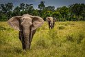 095 Masai Mara, olifanten